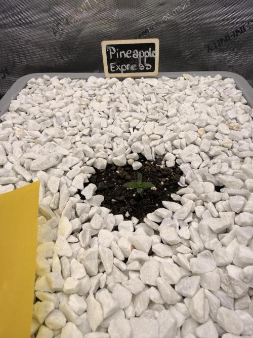 First Zamnesia Auto F1 Indoorgrow. Week 0 - After 3 days 