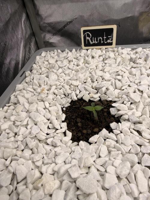 First Zamnesia Auto F1 Indoorgrow. Week 0 - After 3 days 