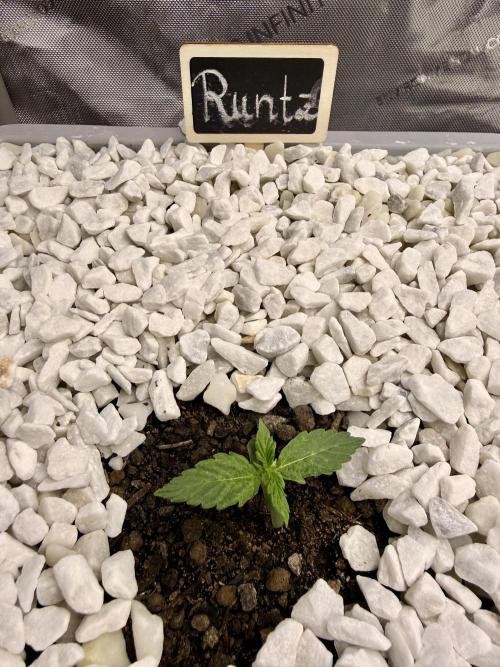 First Zamnesia Auto F1 Indoorgrow. Week 1 - 7 days