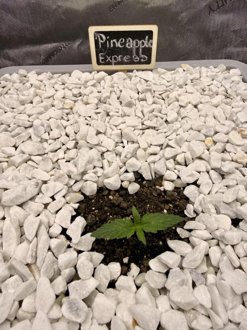 First Zamnesia Auto F1 Indoorgrow. Week 1 - 7 days 