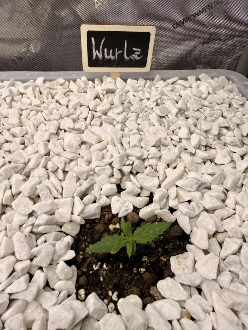 First Zamnesia Auto F1 Indoorgrow. Week 1 - 7 days