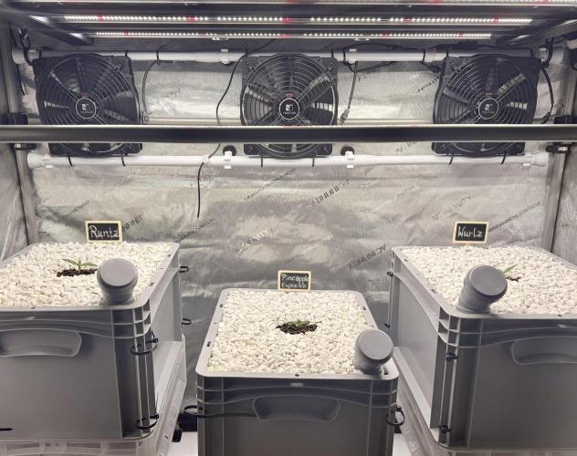 First Zamnesia Auto F1 Indoorgrow. Week 1 - 7 days 
220PPFD
16 DLI
40 cm & 50cm away from the lamp 