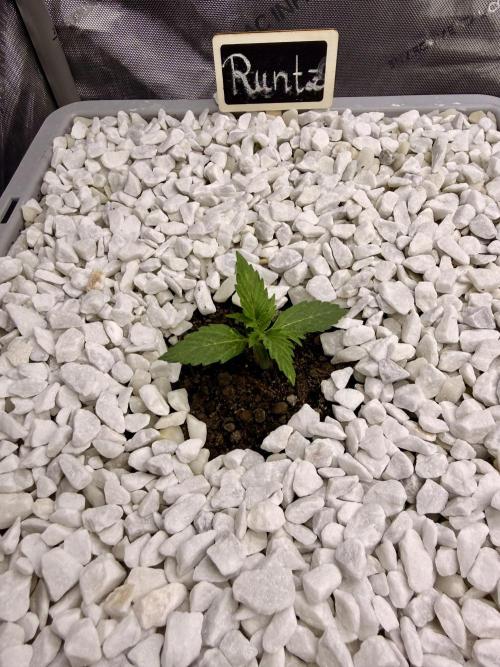 First Zamnesia Auto F1 Indoorgrow. Week 1 - 10 days