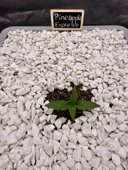 First Zamnesia Auto F1 Indoorgrow. Week 1 - 10 days