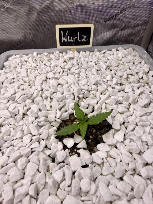 First Zamnesia Auto F1 Indoorgrow. Week 1 - 10 days