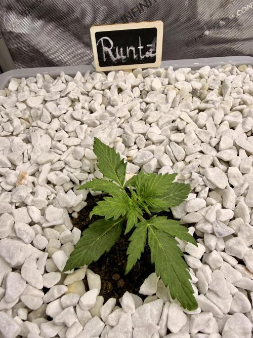 First Zamnesia Auto F1 Indoorgrow. Week 2 - 14 days