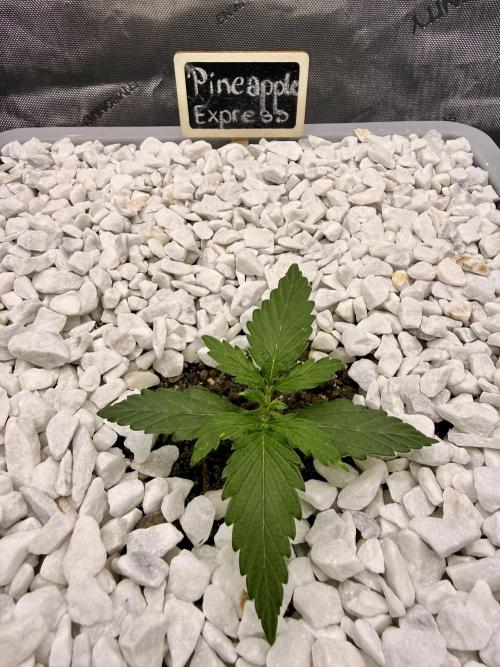 First Zamnesia Auto F1 Indoorgrow. Week 2 - 14 days