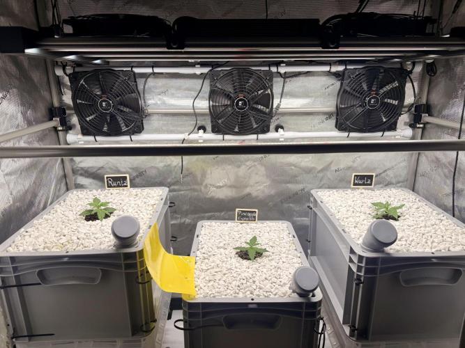 First Zamnesia Auto F1 Indoorgrow. Week 2 - 14 days