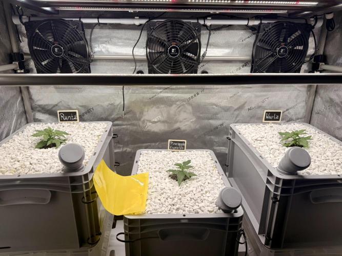 First Zamnesia Auto F1 Indoorgrow. Week 2 - 17 days