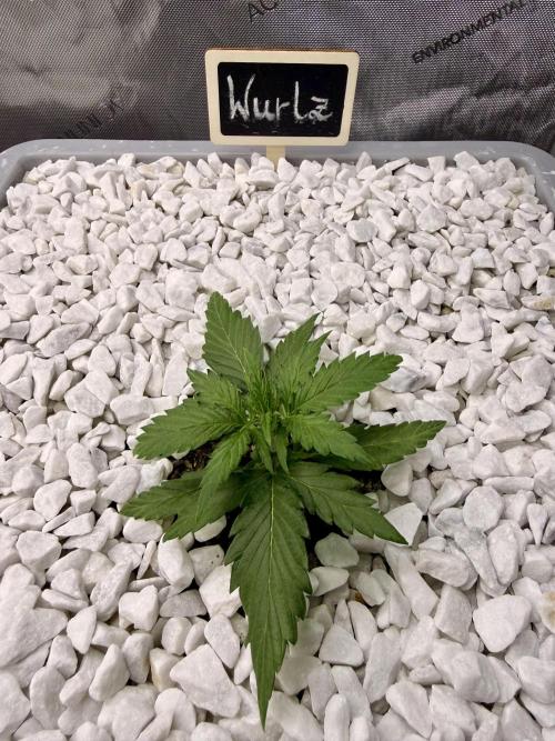 First Zamnesia Auto F1 Indoorgrow. Week 2 - 17 days