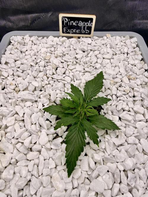 First Zamnesia Auto F1 Indoorgrow. Week 2 - 17 days