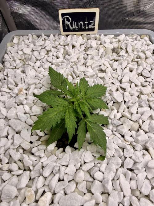 First Zamnesia Auto F1 Indoorgrow. Week 2 - 17 days