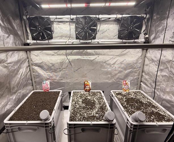 First Zamnesia Auto F1 Indoorgrow. Week 0 - Day 1
