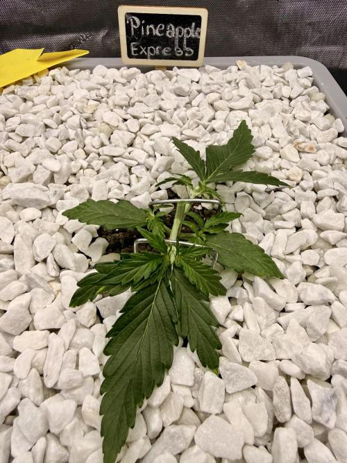 First Zamnesia Auto F1 Indoorgrow. Week 3 - Day 21