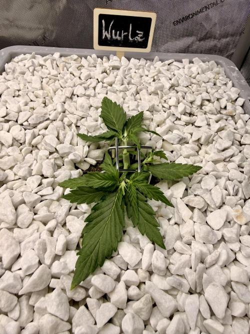 First Zamnesia Auto F1 Indoorgrow. Week 3 - Day 21