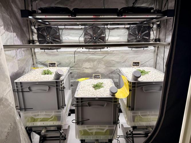 First Zamnesia Auto F1 Indoorgrow. Week 3 - Day 21