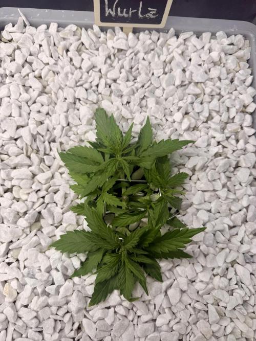 First Zamnesia Auto F1 Indoorgrow. Week 3 - Day 24