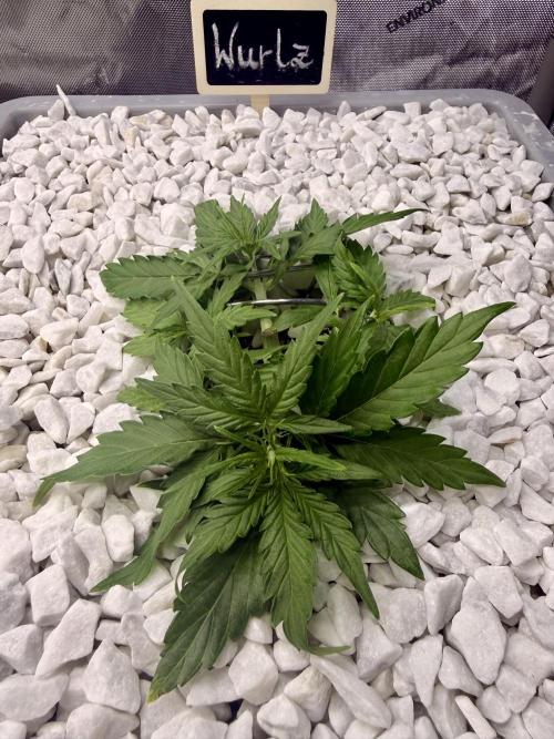 First Zamnesia Auto F1 Indoorgrow. Week 3 - Day 24