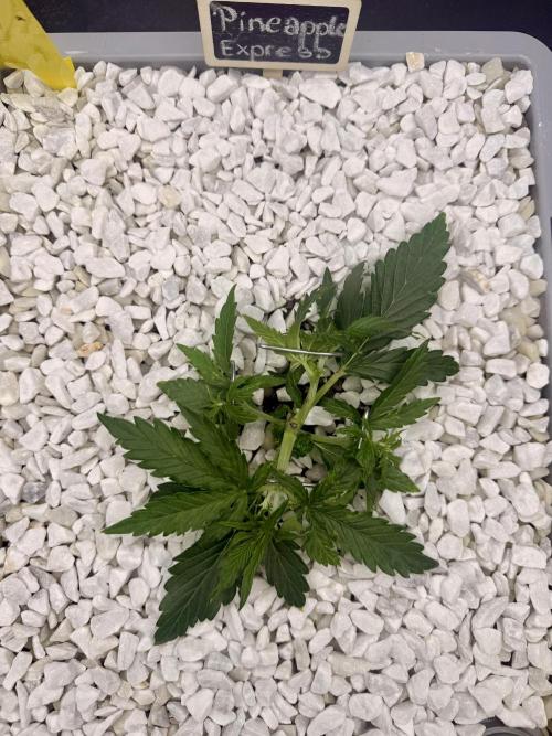 First Zamnesia Auto F1 Indoorgrow. Week 3 - Day 24