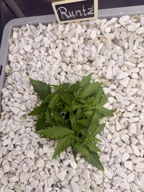 First Zamnesia Auto F1 Indoorgrow. Week 3 - Day 24
