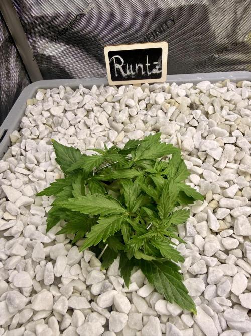 First Zamnesia Auto F1 Indoorgrow. Week 3 - Day 24