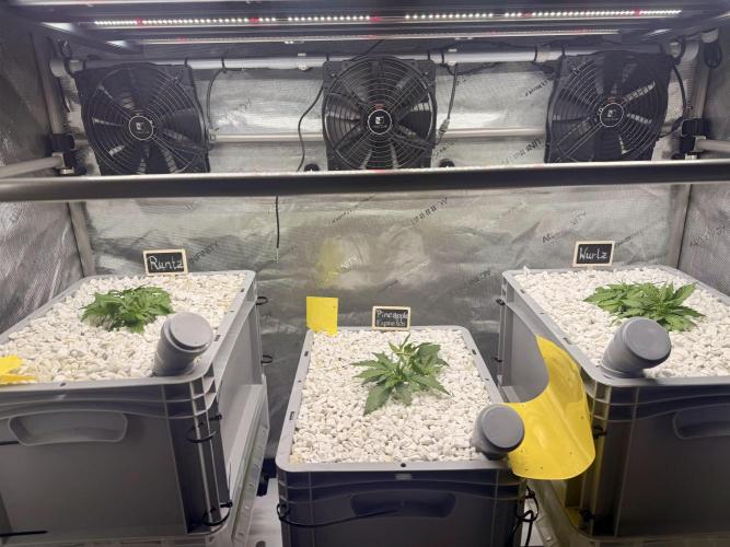 First Zamnesia Auto F1 Indoorgrow. Week 3 - Day 24