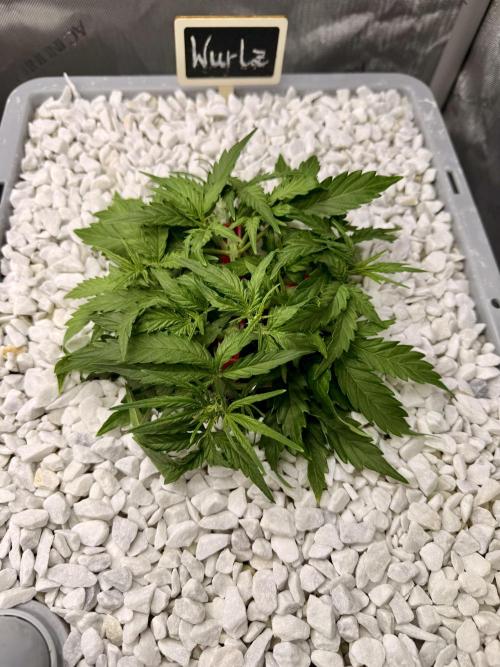 First Zamnesia Auto F1 Indoorgrow. Week 4 - Day 28