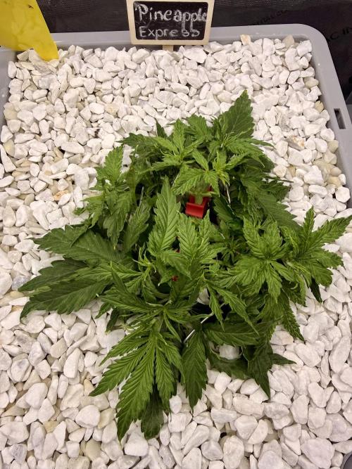 First Zamnesia Auto F1 Indoorgrow. Week 4 - Day 28