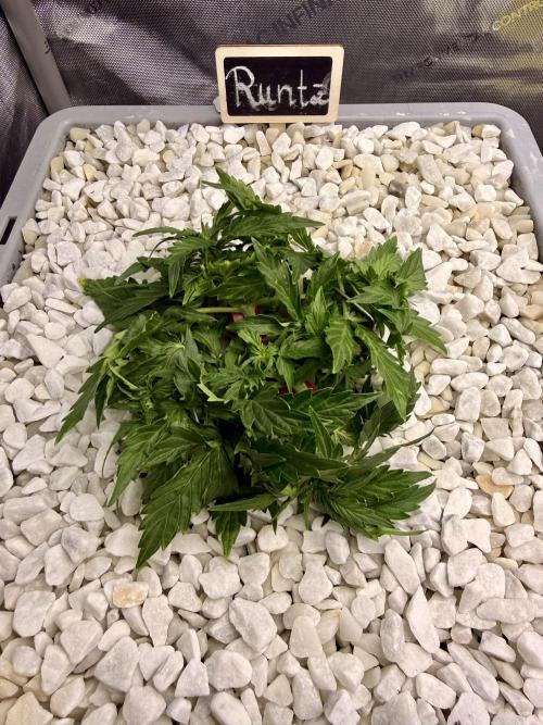 First Zamnesia Auto F1 Indoorgrow. Week 4 - Day 28