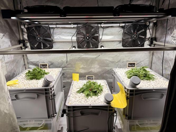 First Zamnesia Auto F1 Indoorgrow. Week 4 - Day 28