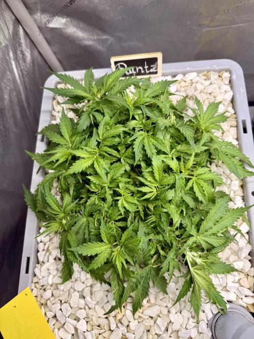 Zamnesia Auto F1 #1. Week 5