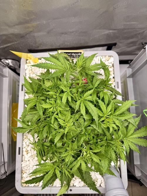 Zamnesia Auto F1 #1. Week 5