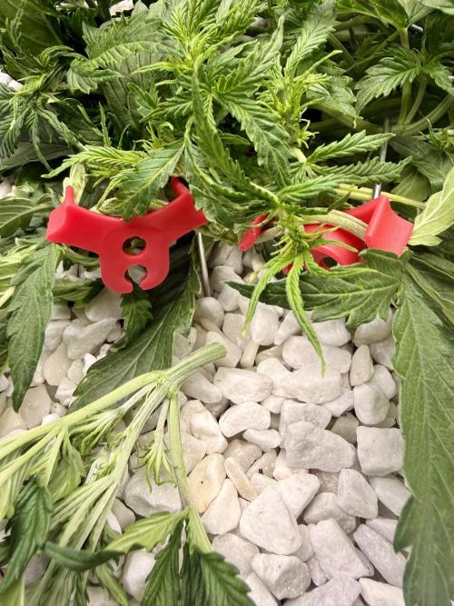 Zamnesia Auto F1 #1. Week 5