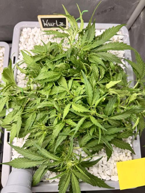 Zamnesia Auto F1 #1. Week 5