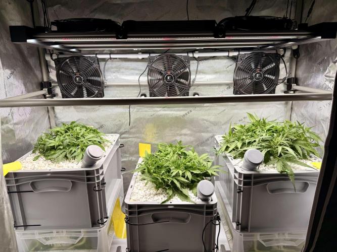 Zamnesia Auto F1 #1. Week 5