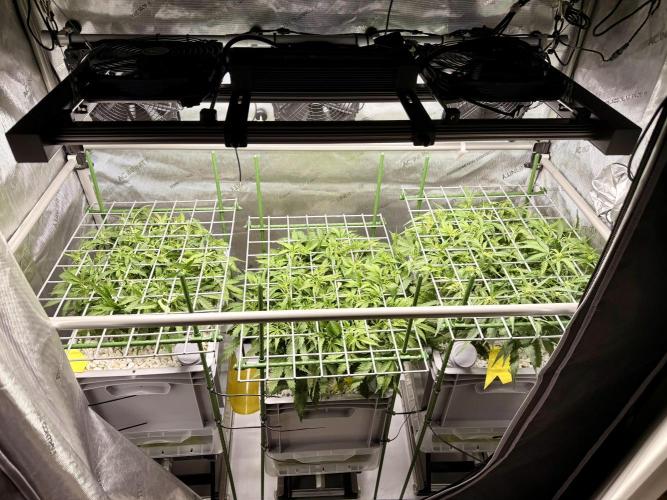 Zamnesia Auto F1 #1. Week 6