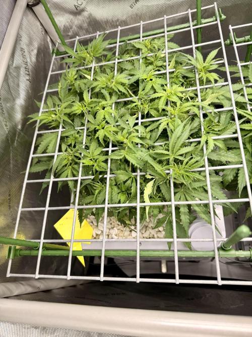 Zamnesia Auto F1 #1. Week 6 - Runtz