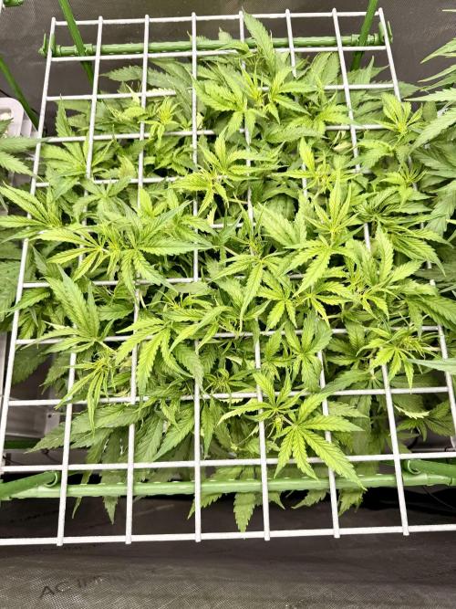 Zamnesia Auto F1 #1. Week 6 - Pineapple 