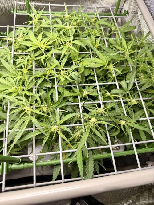 Zamnesia Auto F1 #1. Week 6 - Wurlz