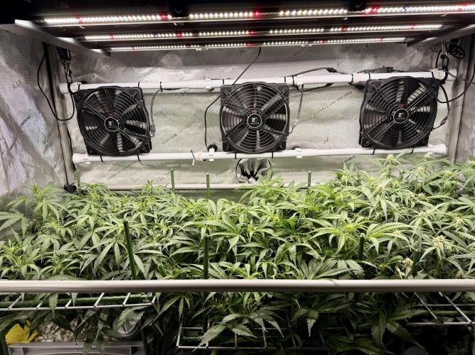 Zamnesia Auto F1 #1. Week 7