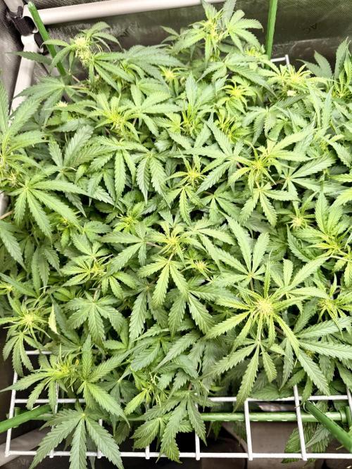 Zamnesia Auto F1 #1. Week 7 - Runtz