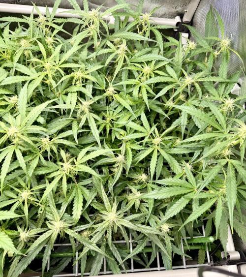 Zamnesia Auto F1 #1. Week 7 - Wurlz