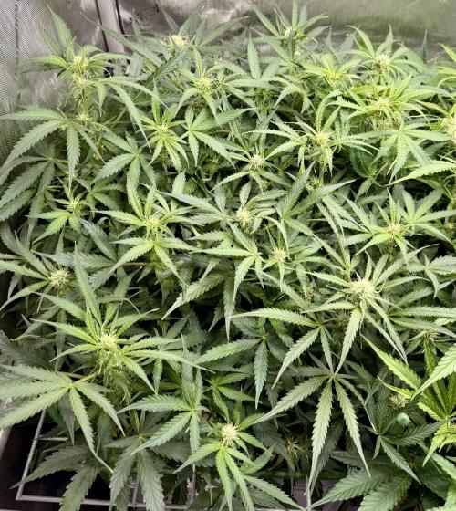 Zamnesia Auto F1 #1. Week 8 - Runtz