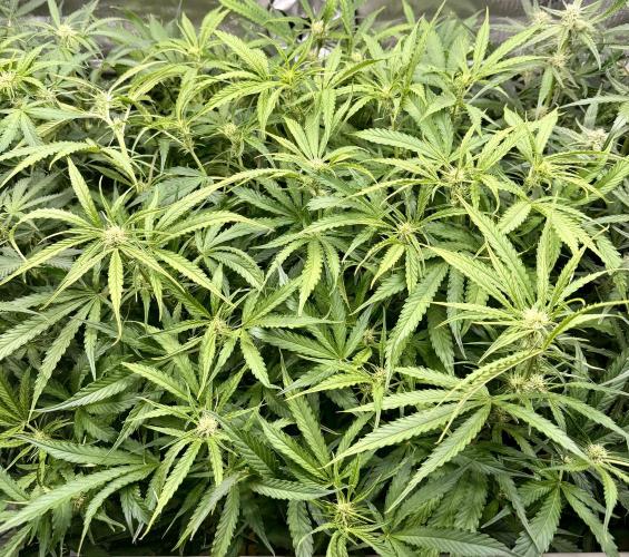 Zamnesia Auto F1 #1. Week 8 - Pineapple Express 
