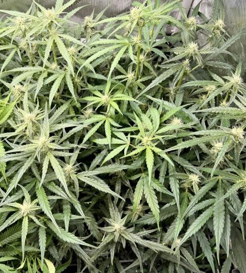 Zamnesia Auto F1 #1. Week 8 - Wurlz