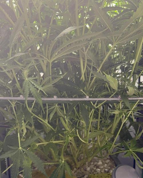 Zamnesia Auto F1 #1. Week 8 - Pineapple before LP