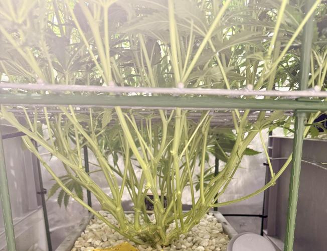 Zamnesia Auto F1 #1. Week 8 - Pineapple after LP