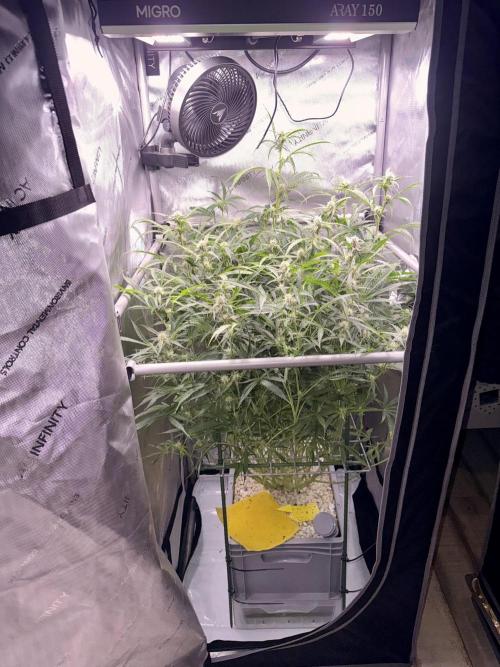 Zamnesia Auto F1 #1. Week 9 - Pineapple 