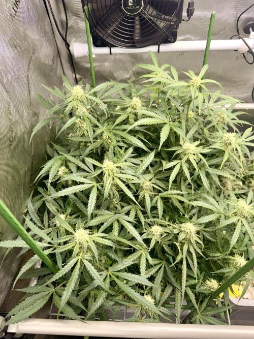 Zamnesia Auto F1 #1. Week 9 - Runtz