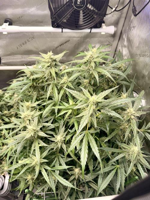 Zamnesia Auto F1 #1. Week 9 - Wurlz